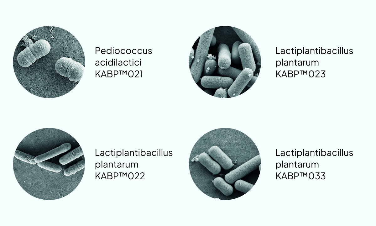 Four circular grayscale micrographs of bacteria arranged on a pale blue background, each labeled with a species name and code, including Pediococcus acidilactici KABP®O21, Lactiplantibacillus plantarum KABP®O23, Lactiplantibacillus plantarum KABP®O22, and Lactiplantibacillus plantarum KABP®O33.