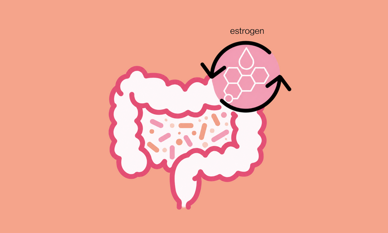 Illustrated graphic showing a stylized white and pink digestive tract with a pink circular inset labeled 'estrogen' and arrows indicating hormonal interaction, on a peach background.